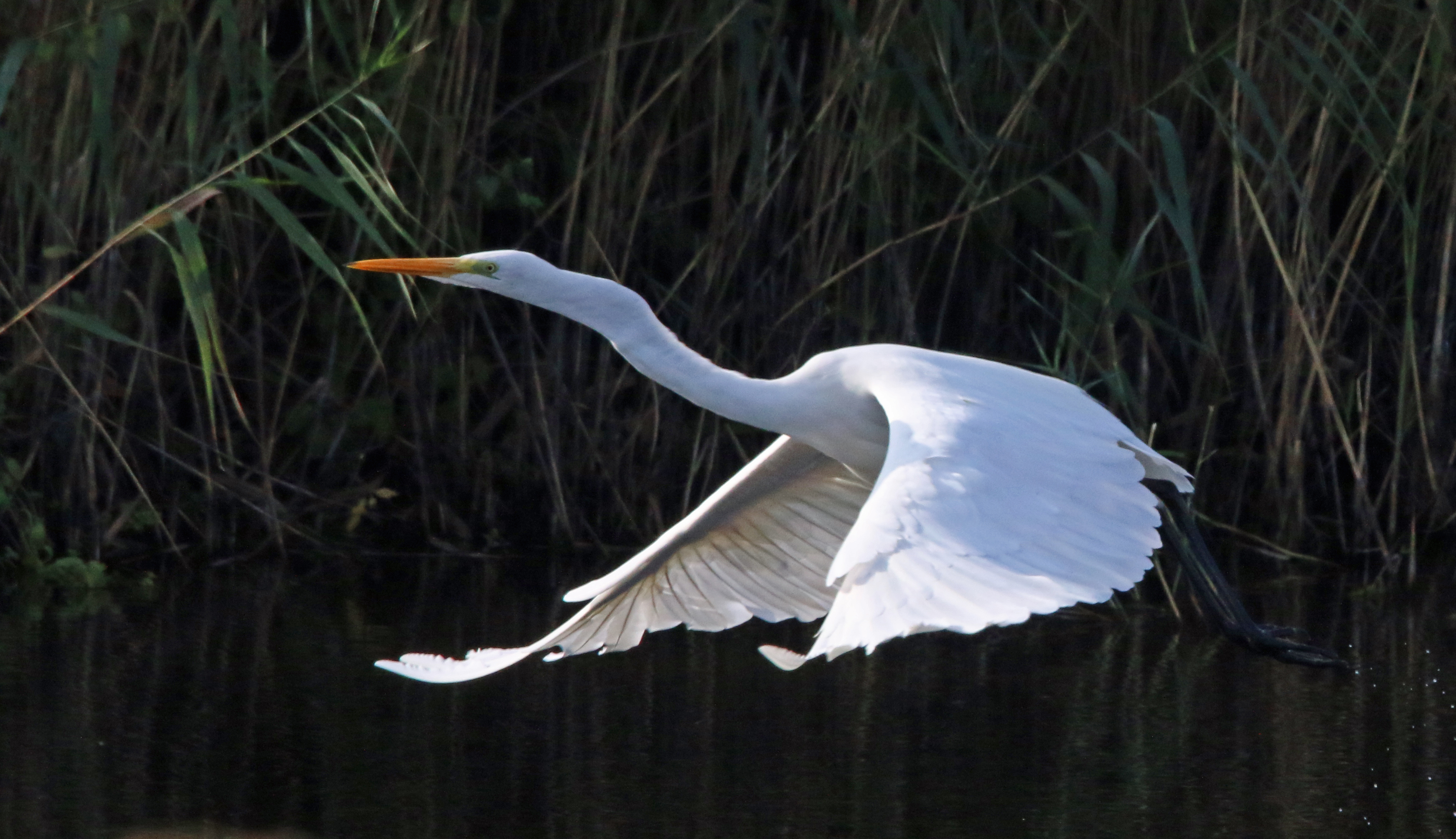 Grande Aigrette